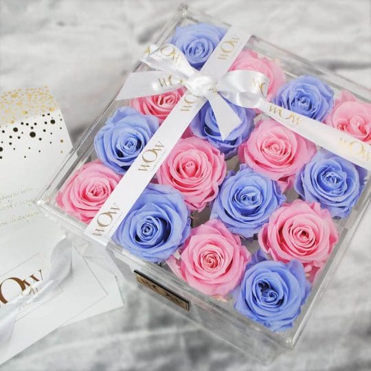 Miegančios rožės clear box blue-pink3