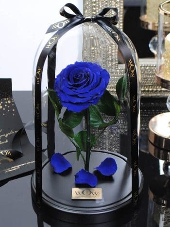 Mėlyna mieganti rožė po stiklu