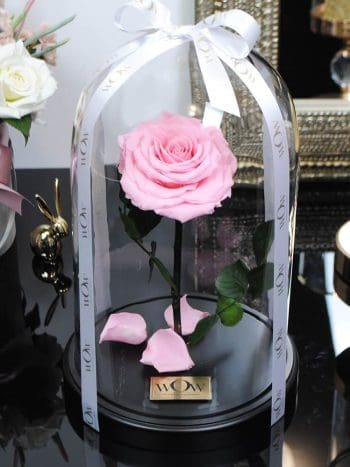Rožinė mieganti rožė po stiklu