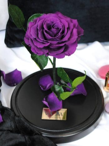Mieganti rožė po stiklu purple