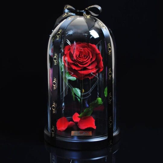 Mieganti rožė po stiklu tamsiame fone