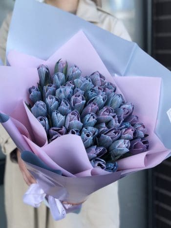 VIP Tulpės “Pastel Blue”