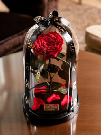 Raudona rožė po stiklu