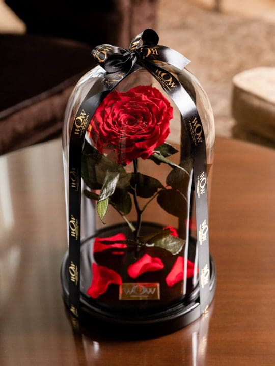 Raudona rožė po stiklu