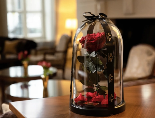 Miegančios rožės vazoje Cherry