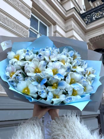 Tulpės “Frost Blue”